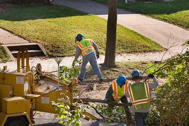 Organic Lawn Care Solutions in Biscayne Park, FL