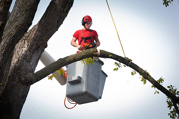 How Our Tree Care Process Works  in  Biscayne Park, FL